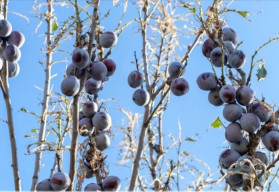 Čierňavka slivková – škodca sliviek a marhúľ