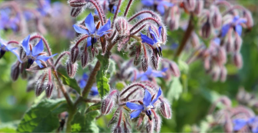 Borák je neprávom zabúdanú liečivou bylinkou