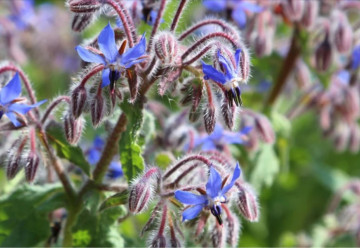 Borák je neprávom zabúdanú liečivou bylinkou