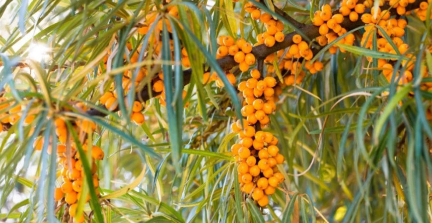 Kedy začať vysievať zeleninu, kvety či dreviny?