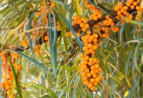 Kedy začať vysievať zeleninu, kvety či dreviny?