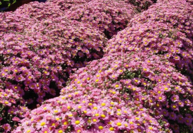 Chryzantémy nie sú len smútočnými kvetmi, dajte im šancu