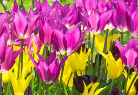 Aby záhrada na jar kvitla