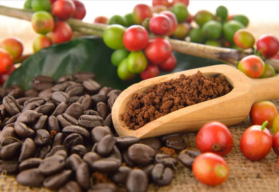 Pijete radi kávu? Skúste pestovať kávovník