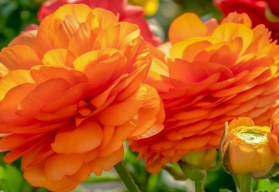 Iskerníky nie sú už len žlté