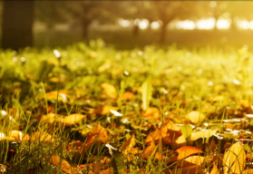 Ani v septembri sa na záhrade nemusíte nudiť