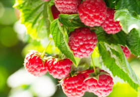 Jesenná starostlivosť o bobuľoviny