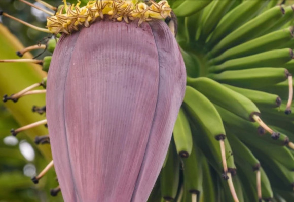 Banánovník v kvetináči