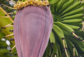 Banánovník v kvetináči