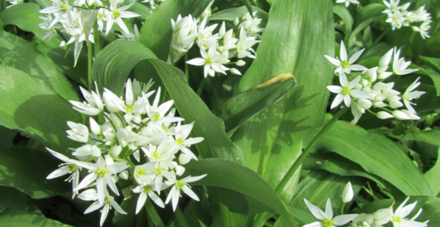 Medvedí cesnak - pestovanie zo semien alebo cibuľky?