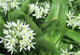 Medvedí cesnak - pestovanie zo semien alebo cibuľky?