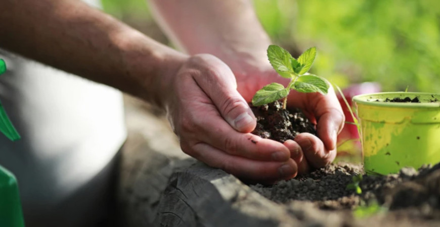 Múčnatka – popis a ochrana