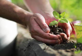 Múčnatka – popis a ochrana