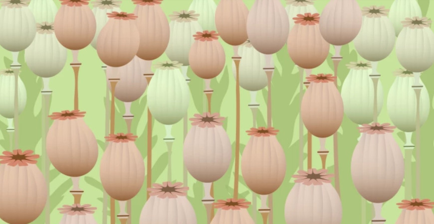 Mak - pestovanie a využitie 