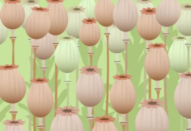 Mak - pestovanie a využitie 