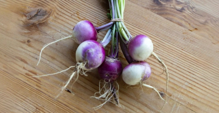 Okrúhlica – nenáročná jesenná zelenina