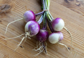 Okrúhlica – nenáročná jesenná zelenina