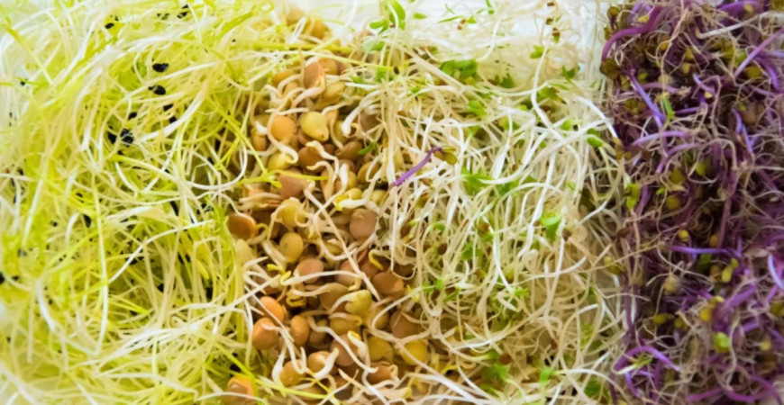Poznáte microgreens a klíčenie zo semien?