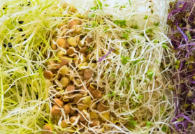 Poznáte microgreens a klíčenie zo semien?