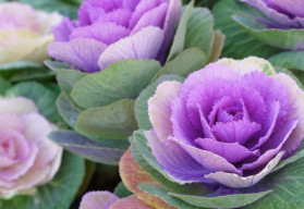 Aby boli záhony farebné aj v zime