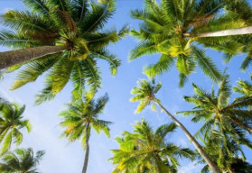 Ak máte priestranný byt, pestujte palmy