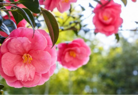 Vytvorte si vianočné dekorácie z kvitnúcich rastlín