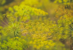 Kôpor – pestovanie, účinky a využitie