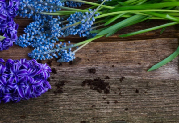 RÝCHLENIE CIBUĽOVÍN – krásne kvety aj v období mrazov