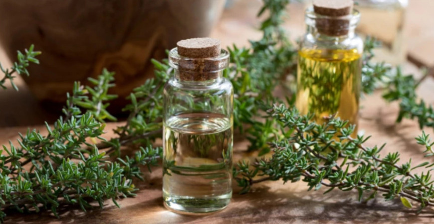 Tymian, ideálna bylinka ako pre milovníkov prírodného liečiteľstva, tak aj pre kuchárov