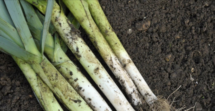 Pestujeme pór – pór pravý