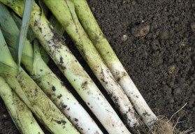 Pestujeme pór – pór pravý