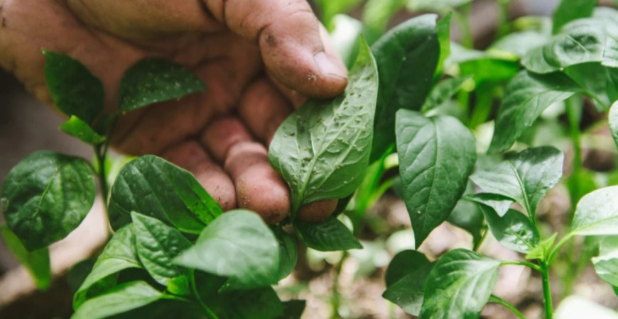 Ako si poradiť so škodcami a chorobami paprík?
