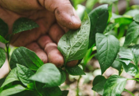 Ako si poradiť so škodcami a chorobami paprík?