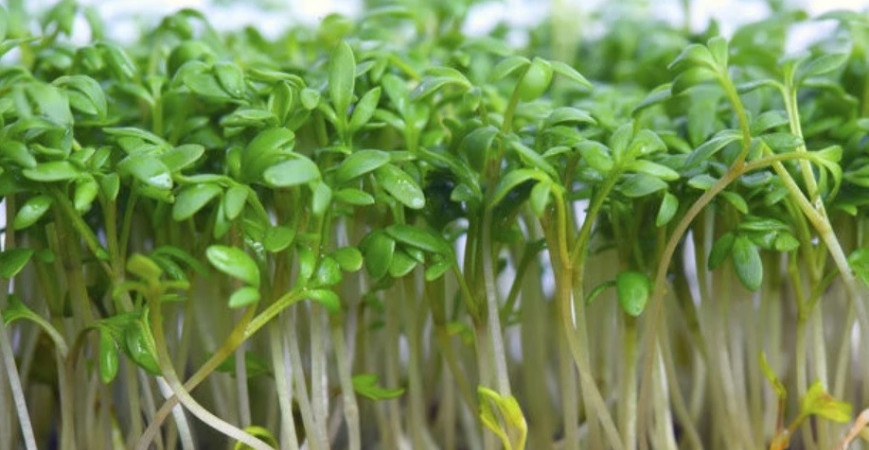 Chutná žerucha za pár dní