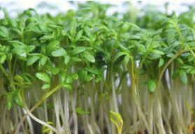 Chutná žerucha za pár dní