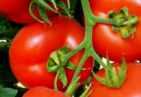 Vyberáme semená rajčín – na čo si dať pozor