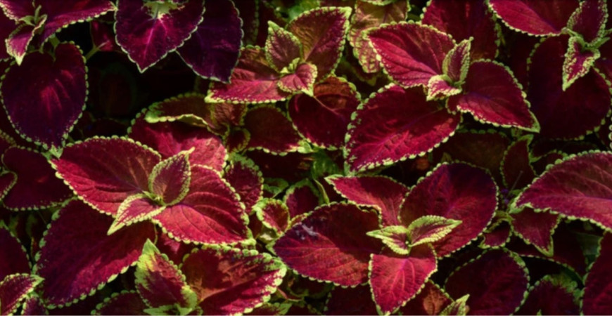 Nie je žihľava ako žihľava