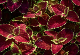 Nie je žihľava ako žihľava