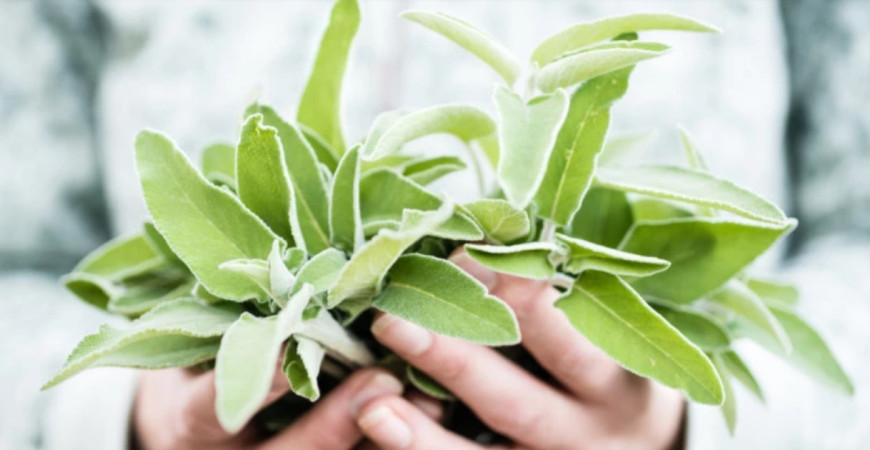 Šalvia - má intenzívnu chuť ako korenie