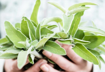 Šalvia - má intenzívnu chuť ako korenie