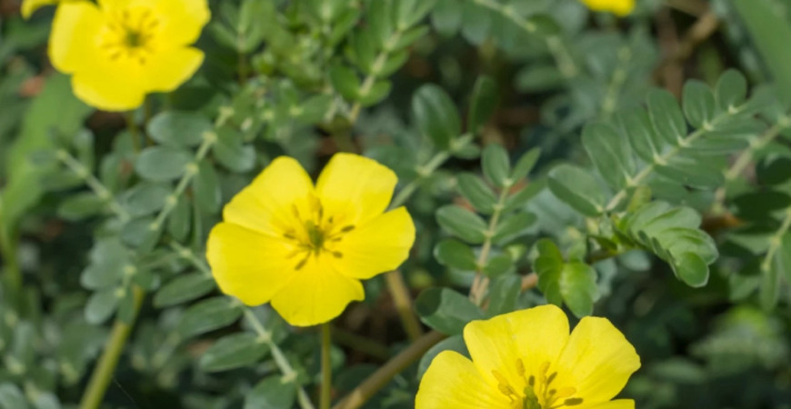 Kotvičník - ako na pestovanie