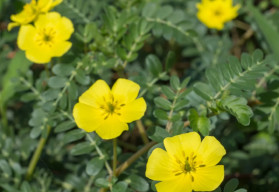 Kotvičník - ako na pestovanie