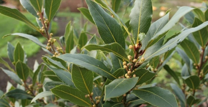 Obľúbená prísada do varenia - bobkový list