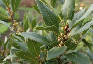 Obľúbená prísada do varenia - bobkový list