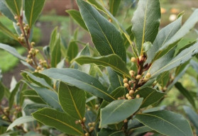 Obľúbená prísada do varenia - bobkový list