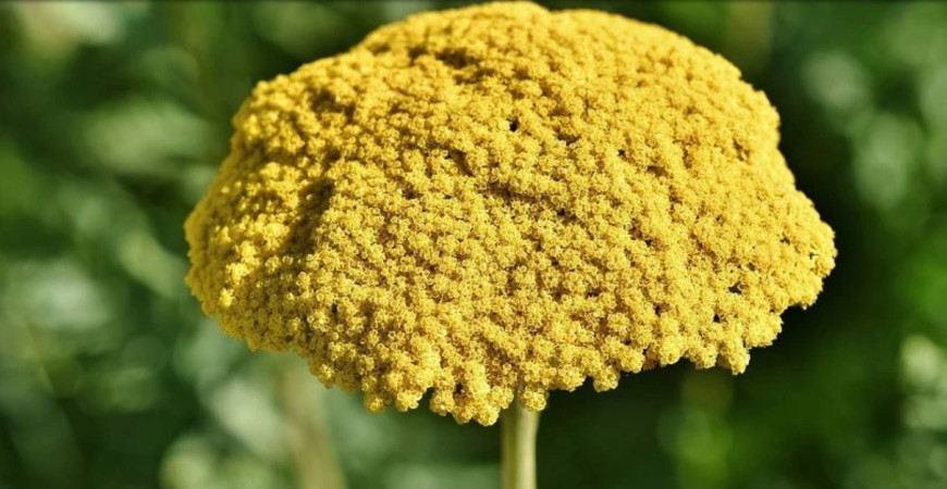 Rebríček obyčajný a jeho šľachtené kultivary