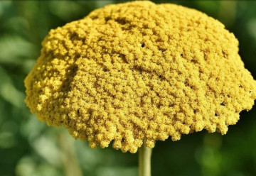 Rebríček obyčajný a jeho šľachtené kultivary