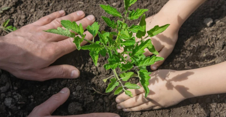 Nastal čas na výsev paprík a paradajok