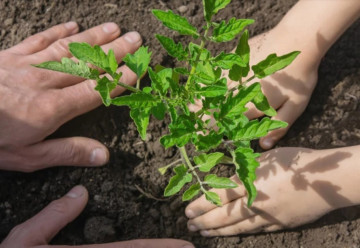 Nastal čas na výsev paprík a paradajok