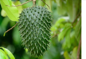 Chuť jahôd a banánu sa snúbi v anone